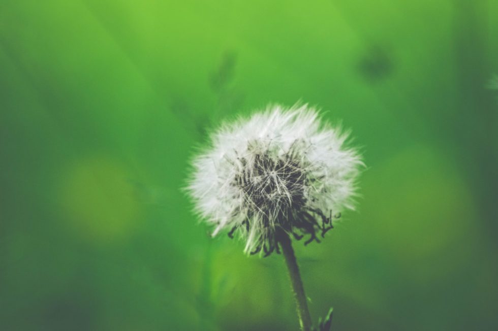 4 Simple Tips to Alleviate Seasonal Allergies this Spring | CareWell Health Medical Center