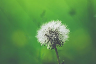 4 Simple Tips to Alleviate Seasonal Allergies this Spring | CareWell Health Medical Center